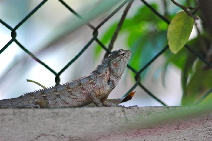 Garden Lizard