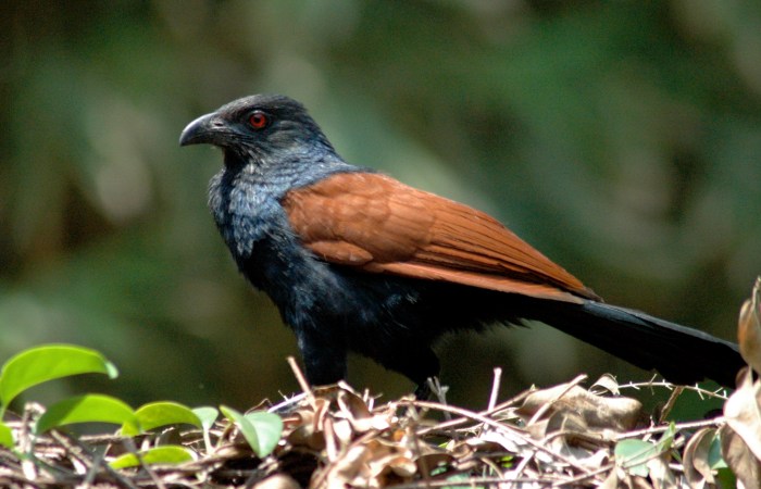 Greater Coucal (Centropus sinensis)