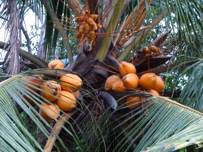 Golden King Coconuts