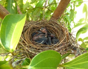 Bulbul Chicks