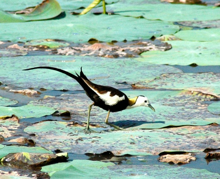 Pheasant-tailed Jacana, Sri Lanka