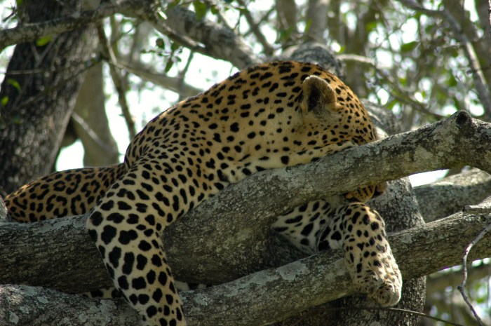 Leopard, Notens Camp, South Africa
