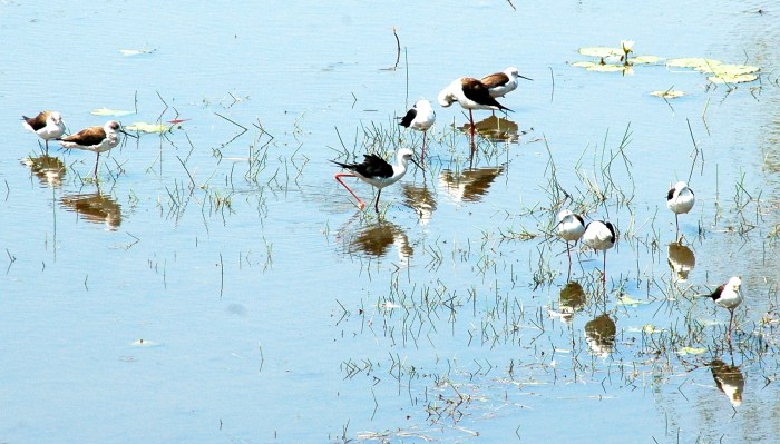 Black-winged stilts