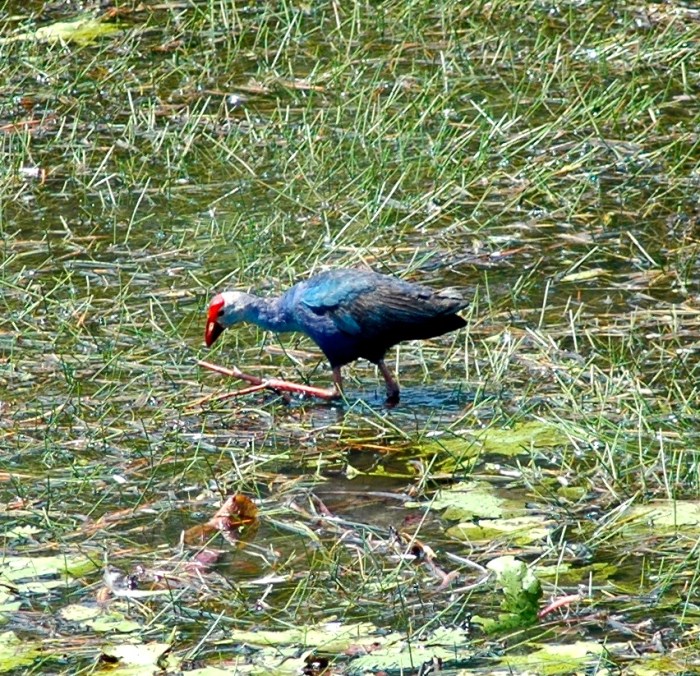 Purple Swamp Hen